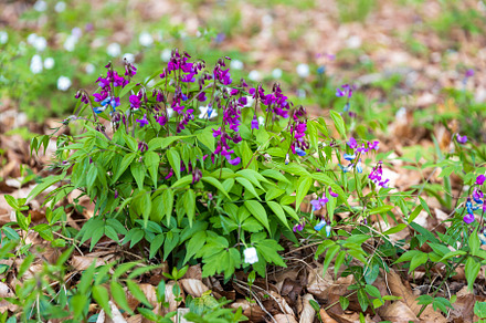 Blooming Lathyrus vernus,
