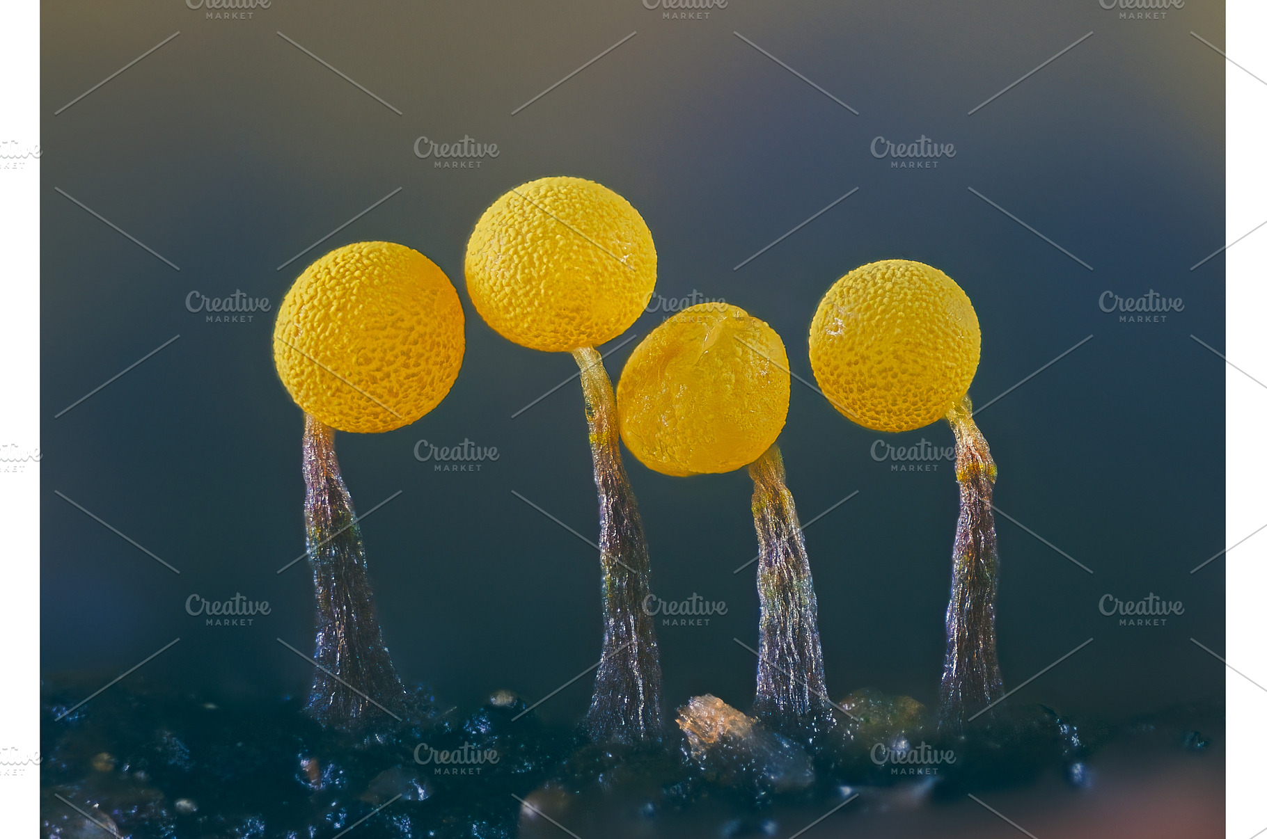 Slime molds. Slime mold - physarum, a Nature Photo by Lukas Jonaitis SHOP