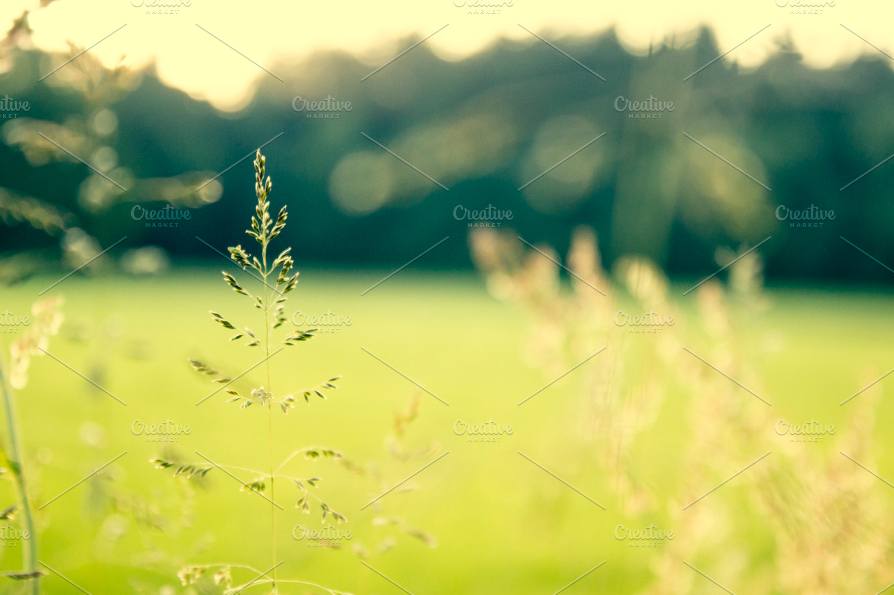 Backlight Summer Vii Containing Depth Of Field Grass And Green