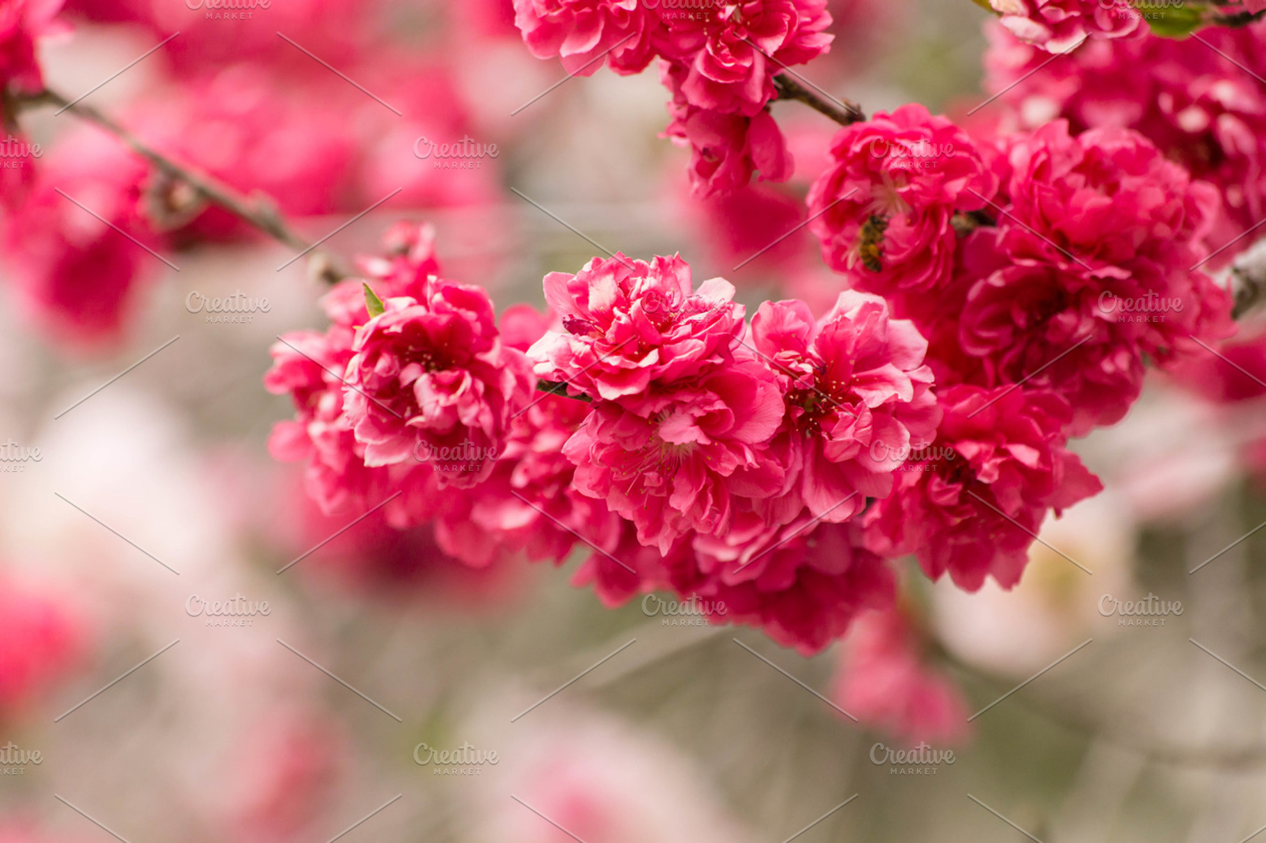 Pink Flowering Tree II, a Background Photo by Tamara Lance