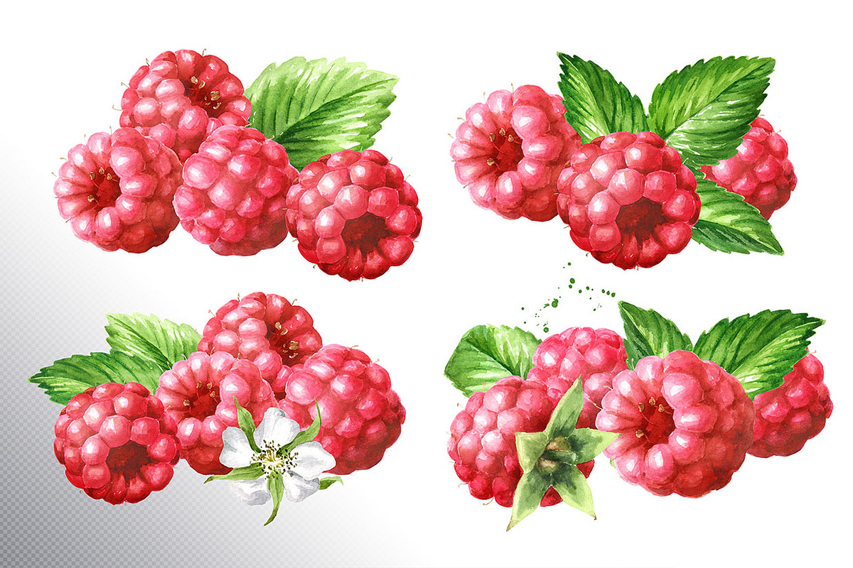 Summer Raspberries. Watercolor set, a Food Illustration by Daria Ustiugova (Photo 6 of 26)