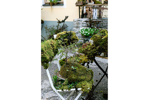 Moss Garden on White Wooden Chairs, a Nature Photo by Natasha Breen