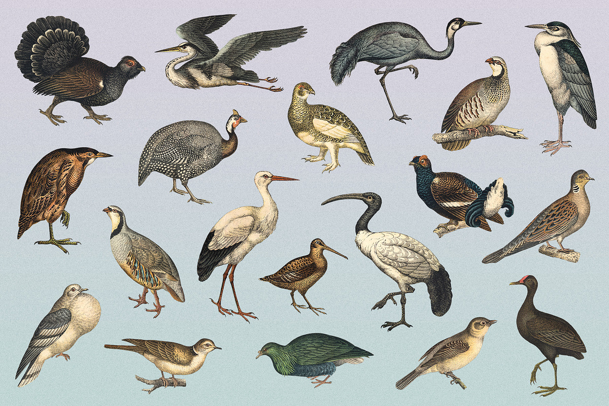 122 Vintage Illustrations of Birds, an Animal Illustration by Graphic Goods (Photo 11 of 14)