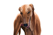 Dogs Cross Breeds 56 Animals Bundle, an Animal Illustration by Dneprstock (Thumbnail 25 of 55)