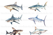 Watercolor Shark Clipart, Shark PNG, an Animal Illustration by BrushstrokeArtGB (Thumbnail 2 of 9)
