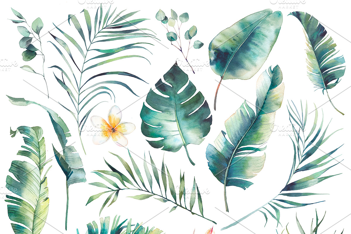 Tropical botany collection, an Object Illustration by Eisfrei (Photo 2 of 6)