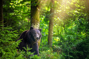 Brown bear, an Animal Photo by Byrdyak