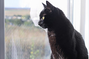 Black Tom Cat looking out the window, an Animal Photo by MusiqueDesigns (Thumbnail 1 of 2)