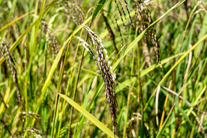 Close-up of rice plants in Toraja, Sulawesi, Indonesia, a Nature Photo by GoodGoods
