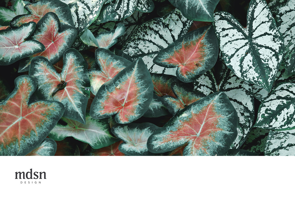 Tropic | Tropical Green Photo Bundle, a Nature Photo by MDSN Design (Photo 3 of 16)