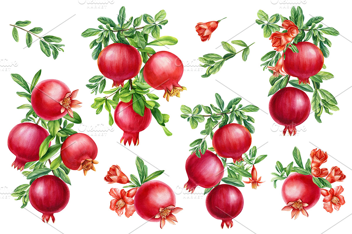 Watercolor fruits clipart, an Illustration by Hanna Hryharenka (Photo 14 of 14)