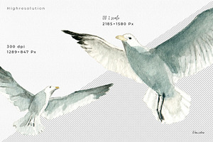 Seagull Watercolor Clipart PNG