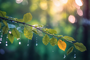 40 Rain in the forest, close up, a Background Photo by Design_Planet (Thumbnail 11 of 14)