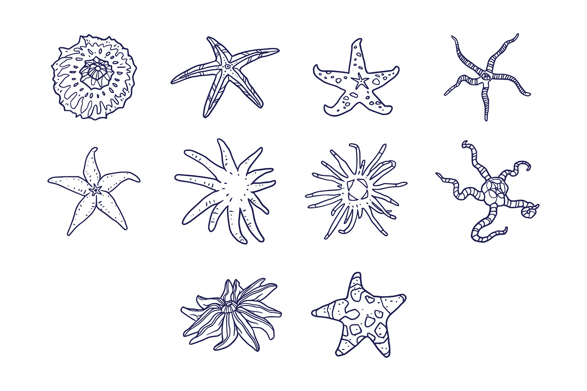 Breeds Starfish Hand-Drawn Vol. 2, an Animal Illustration by SLAB! Design (Photo 3 of 3)