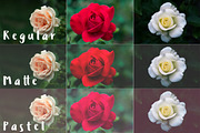 Rose Garden Photo Pack, a Templates & Theme by c l a r a X Y (Thumbnail 3 of 6)
