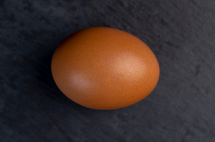 A whole orange chicken egg close-up on the table, a Food & Drink Photo by MyPhotos