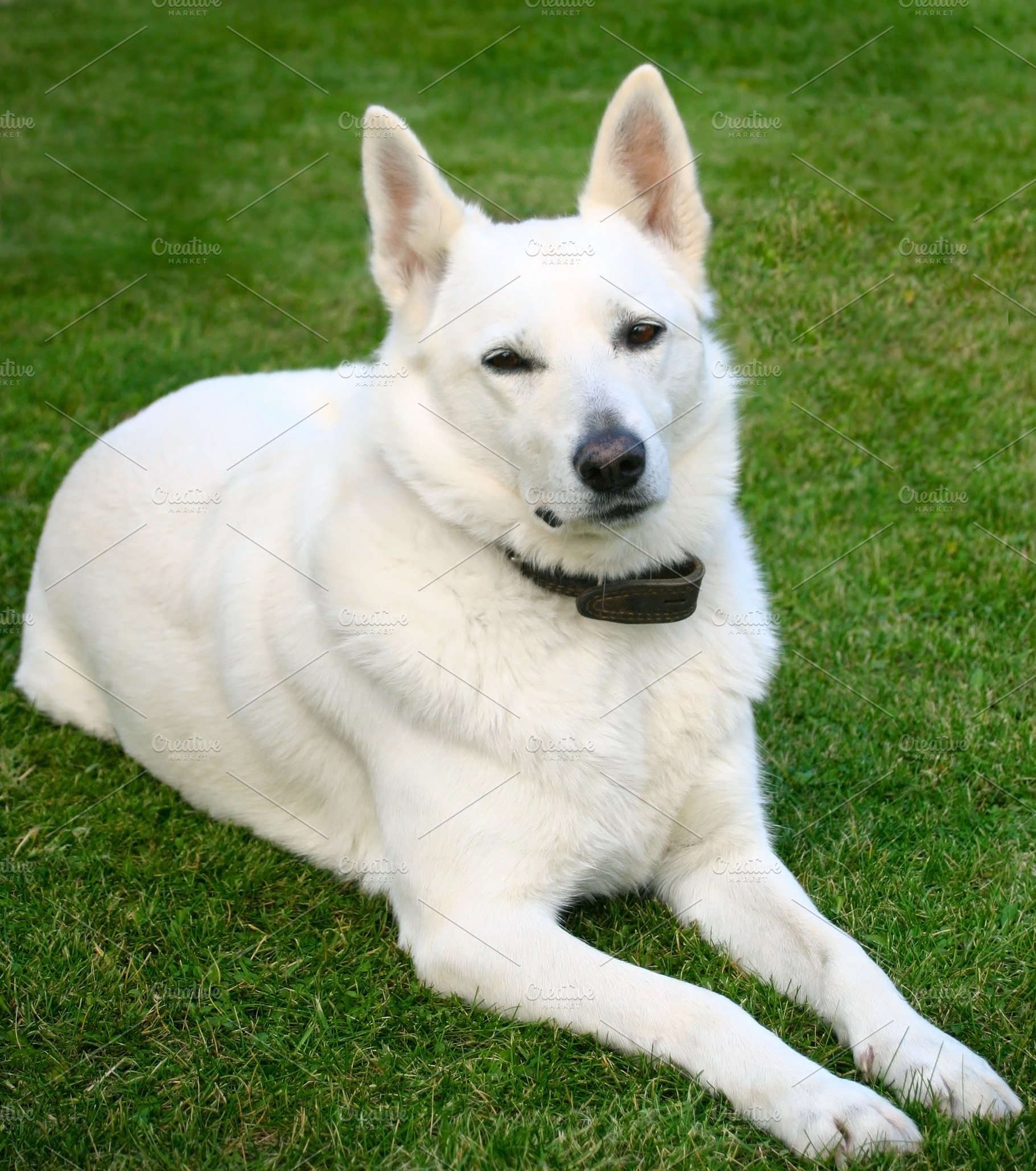 White dog, a Photo by saiko3p