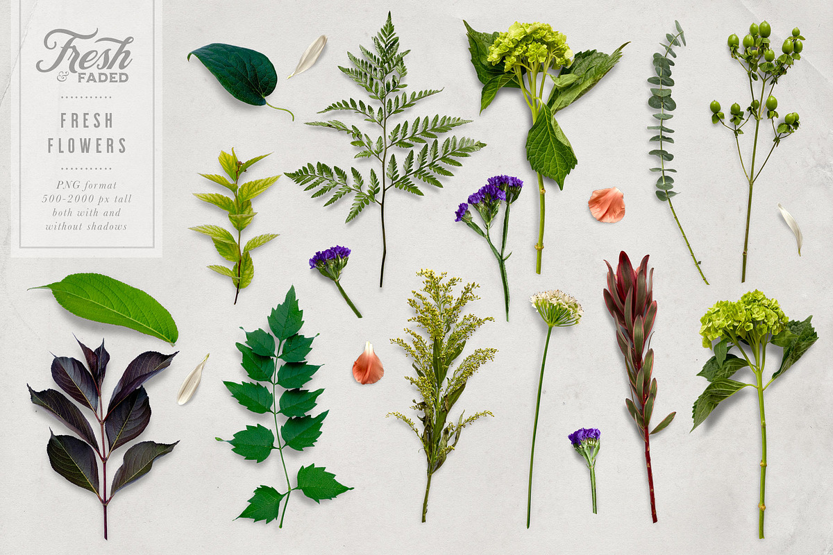 Fresh & Dried Flower Flat Lay, a Product Mockup by Eclectic Anthology (Photo 7 of 8)
