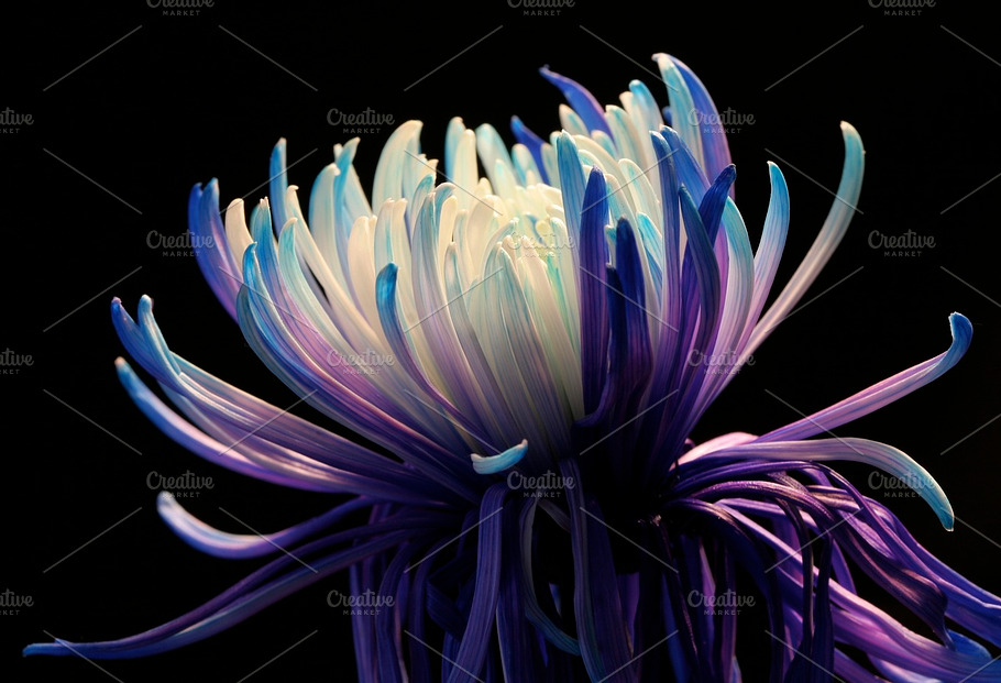 Chrysanthemum Stock Picture