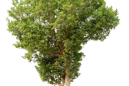 Tree on white background
