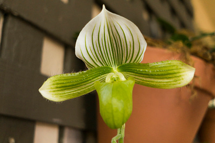 Green and White Orchid