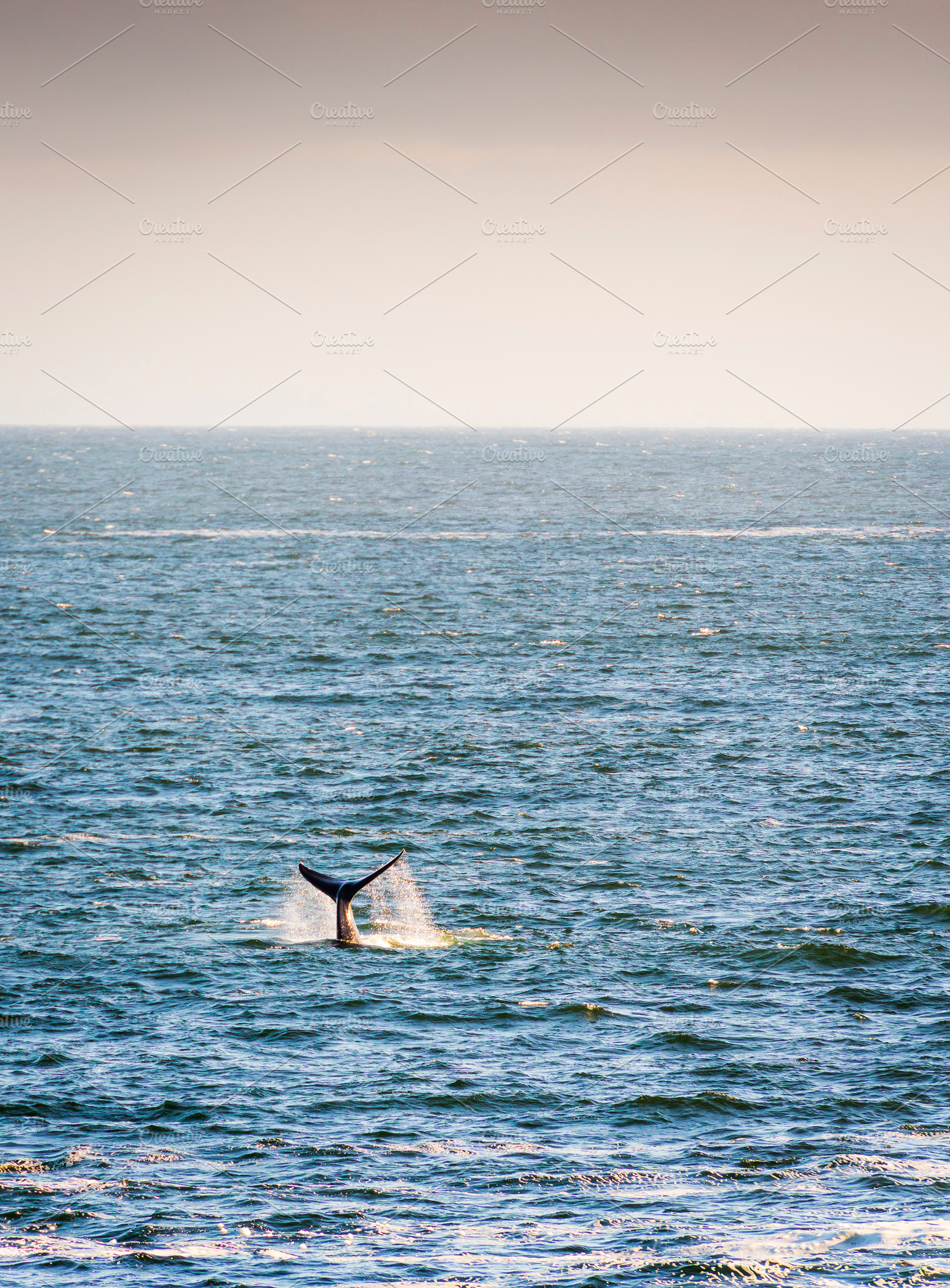 Whale Tail on Horizon, an Animal Photo by THP Creative