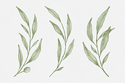 Watercolor Olive Branches Leaves, an Illustration by Creatchees.std (Thumbnail 6 of 13)