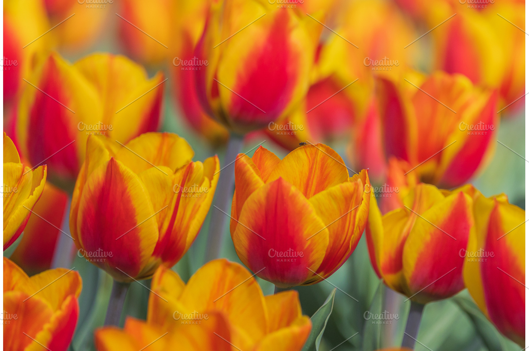 Bicolored red and yellow tulips in, a Nature Photo by Lukas Jonaitis SHOP
