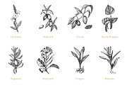 Herbs, spices, nuts & fruits. Bundle, a Food Illustration by Chewie Co (Thumbnail 9 of 15)