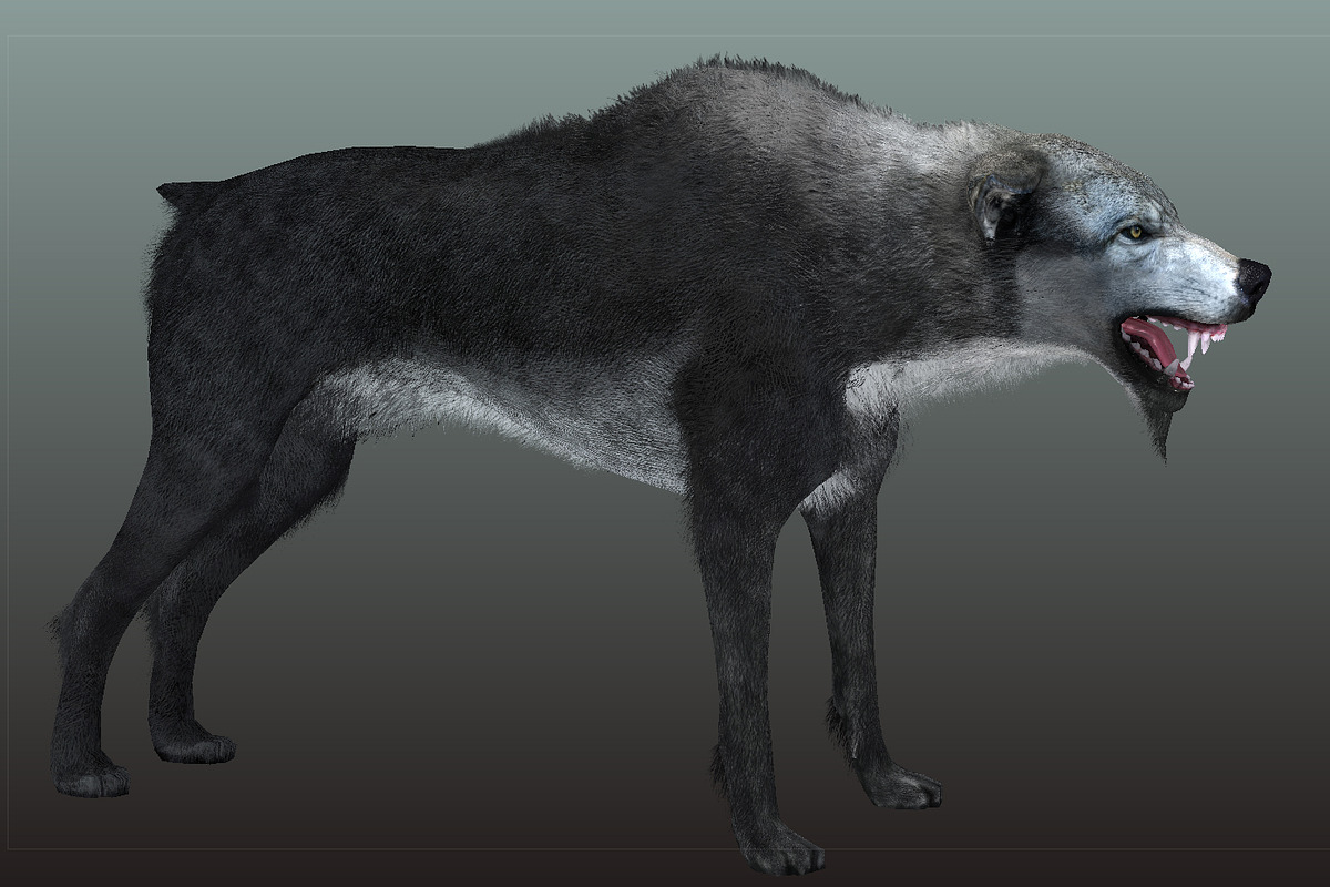 Wolf, an Animal 3D Model by Game-Ready Studio (Photo 2 of 5)