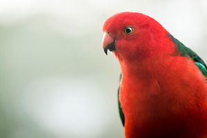 King Parrot, an Animal Photo by THP Creative