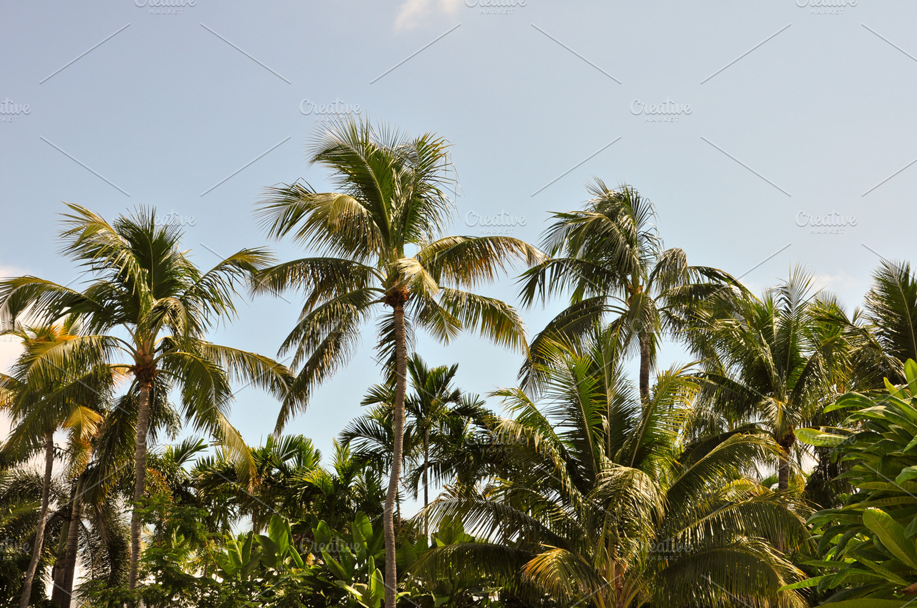 Palm Trees In The Summer Sun