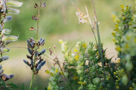 Beautiful herbs and wildflowers in meadow on mountain hills. Dif, a Nature Photo by Sonjachni