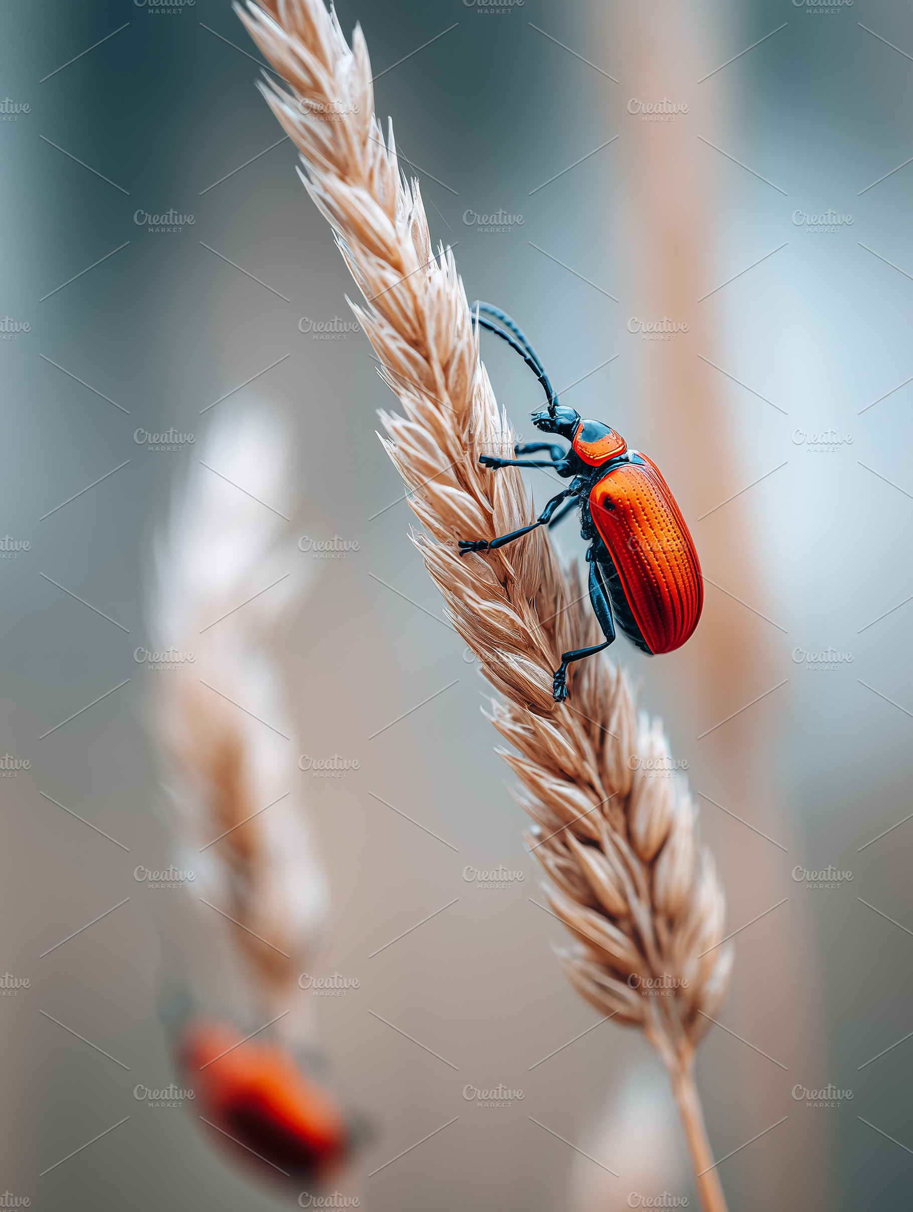 Vibrant red beetle climbing a wheat, an Animal Photo by MistyDay