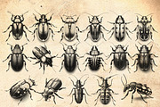 Beetle & Insect Procreate Stamps, a Brush Add-On by CreativeProBrushes (Thumbnail 2 of 5)