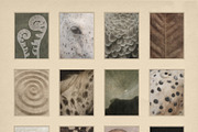 Windfall Organic Nature Backgrounds, a Background Graphic by alonahaidash (Thumbnail 11 of 14)