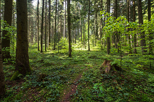 Spring mountain forest path view (Carpathians, Ukraine.)