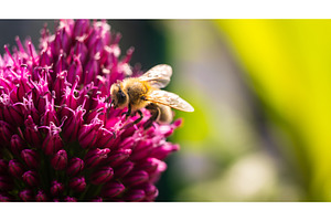 Honey bee collecting nectar from, an Animal Photo by MadPhotos