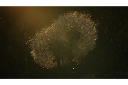 A beautiful dandelion on the, a Nature Photo by Media Whale Stock