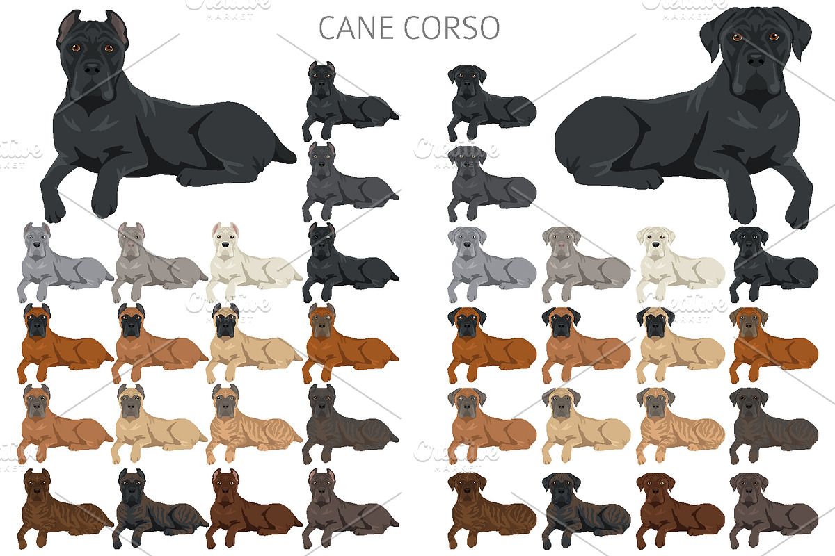 Cane Corso dog clip art, an Animal Illustration by pet design shop (Photo 5 of 9)