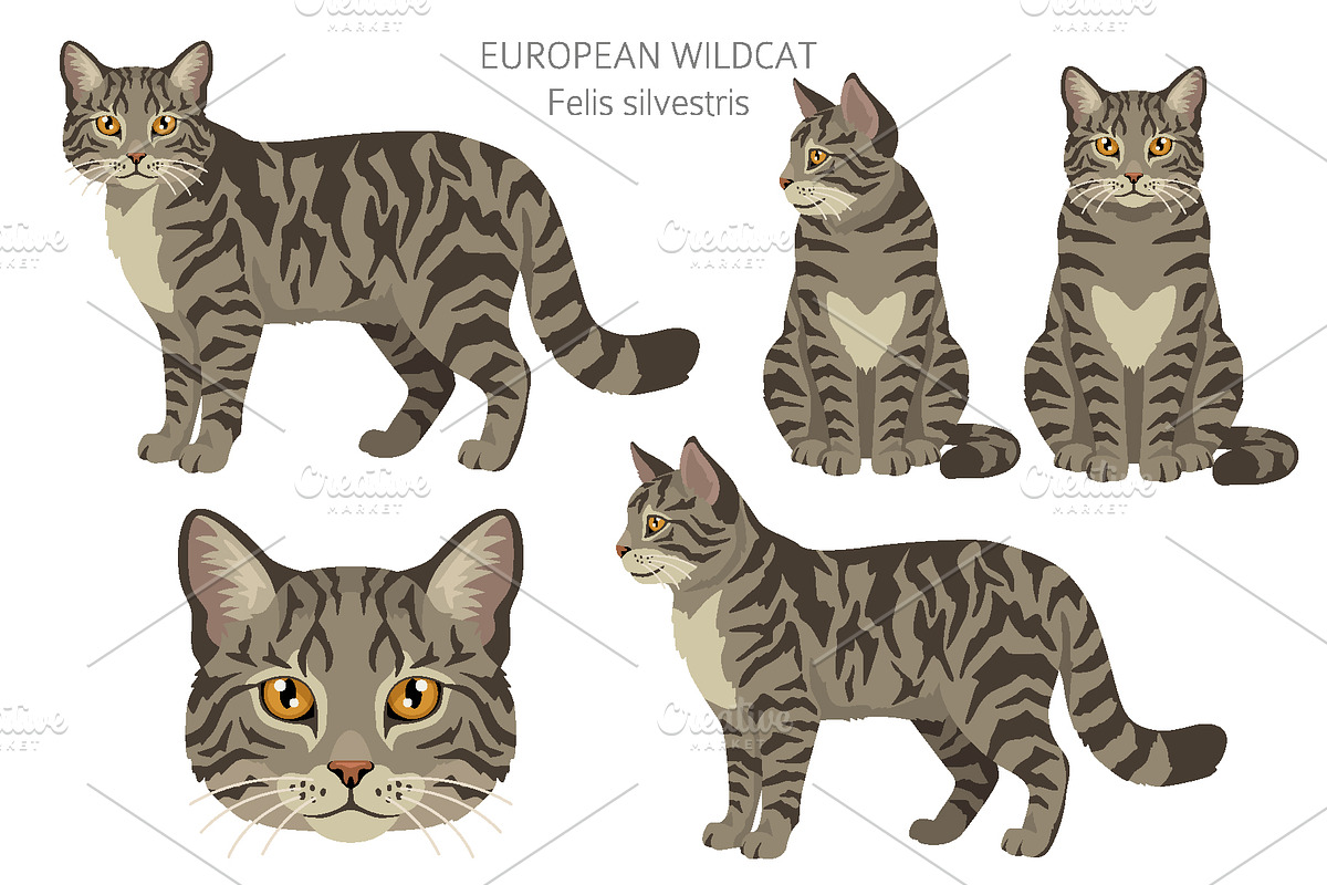 European wild cats clipart, an Animal Illustration by pet design shop (Photo 4 of 10)