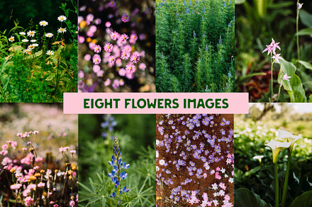 Eight Flower Images