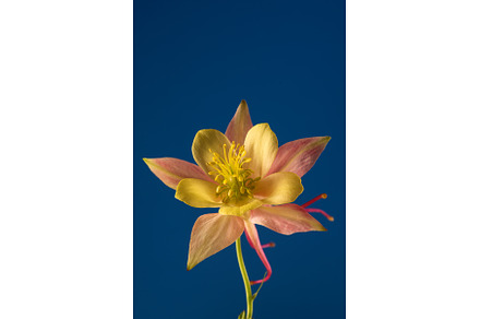Floral wallpaper with aquilegia, a Nature Photo by JeanBet