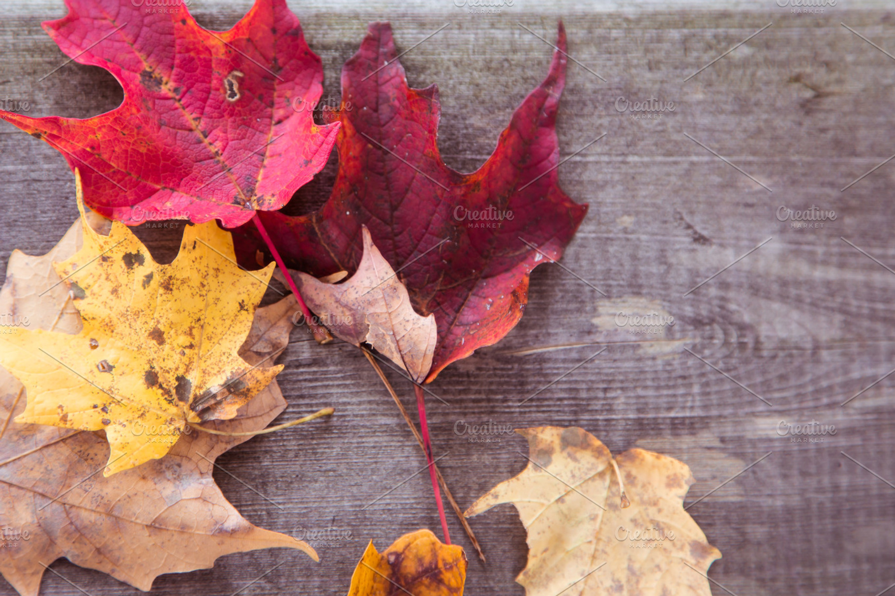 Fallen Leaves On A Wooden Bench, a Nature Photo by Nancy Hebert Photography