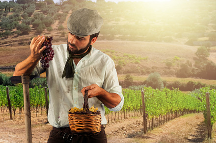 Farmer harvesting grapes in vineyard with hoe and basket