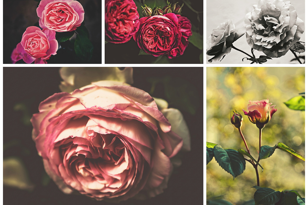 ISEEYOUPHOTO SIMPLYROSES preview 6