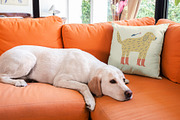 Dogs Bundle, an Animal Illustration by Annie Konst (Thumbnail 13 of 23)