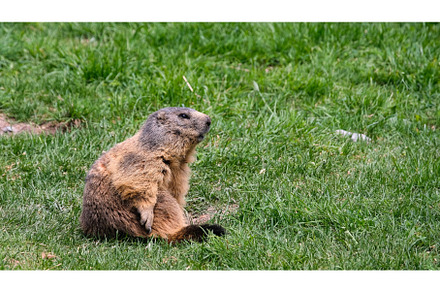Alpine marmot, marmota marmota. It