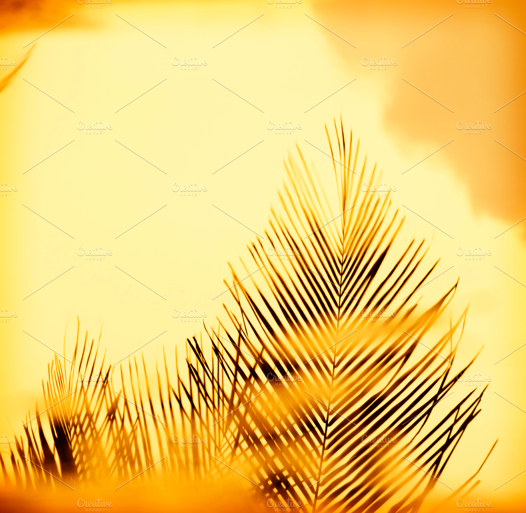 Sunset Palm Fronds, an Abstract Photo by THP Creative