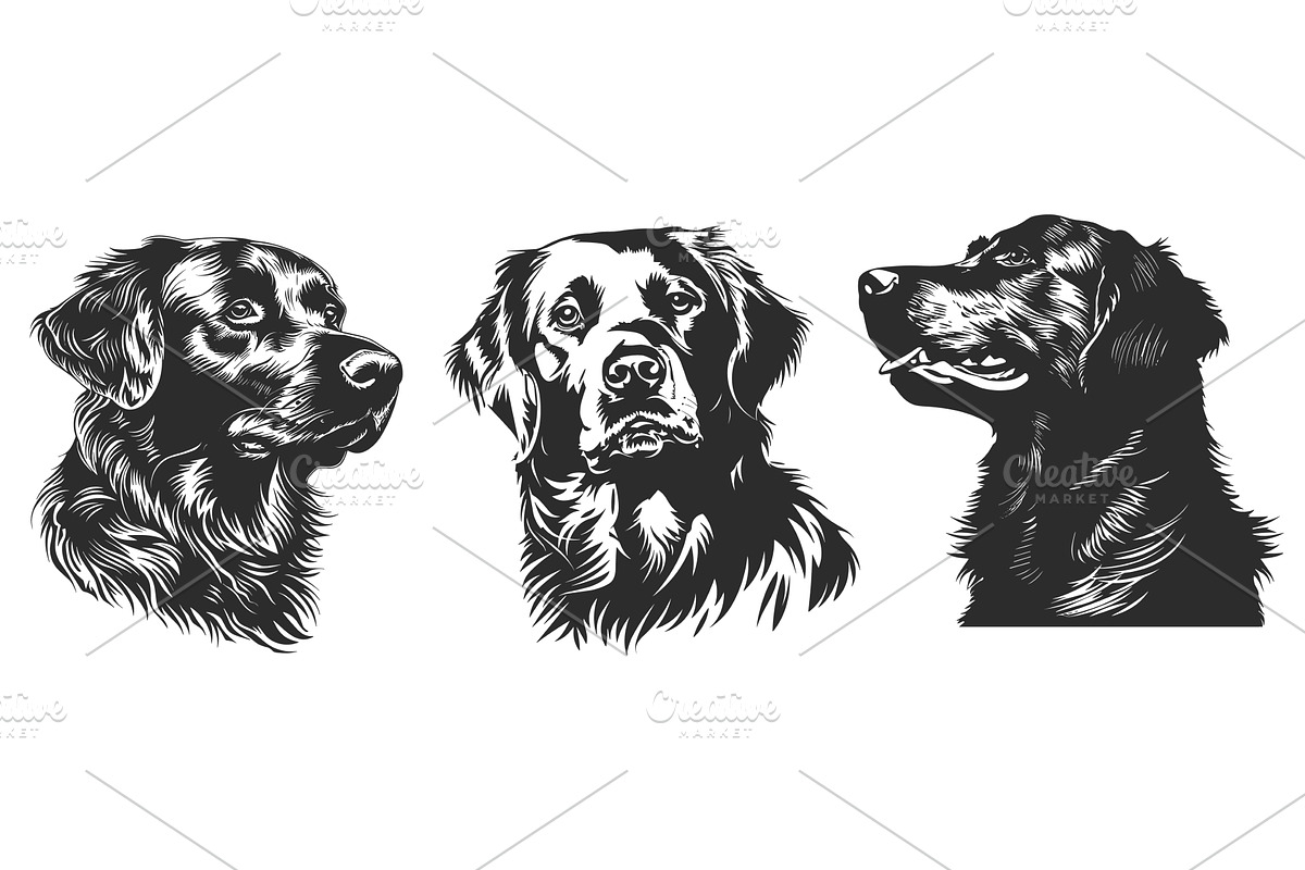Golden retriever dog head portrait, an Animal Illustration by Valerie Bodnar